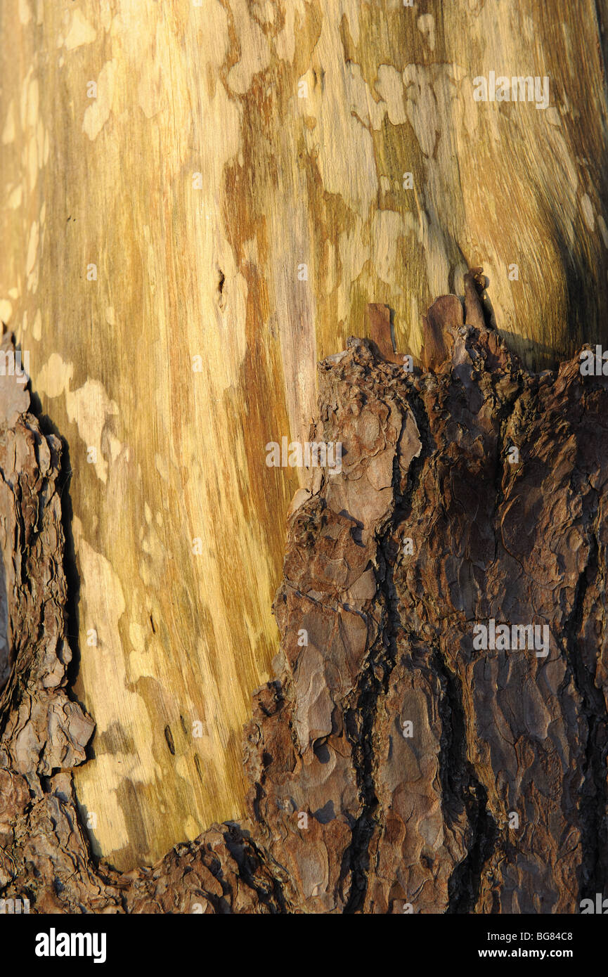 Scots Pine tree bark Stock Photo