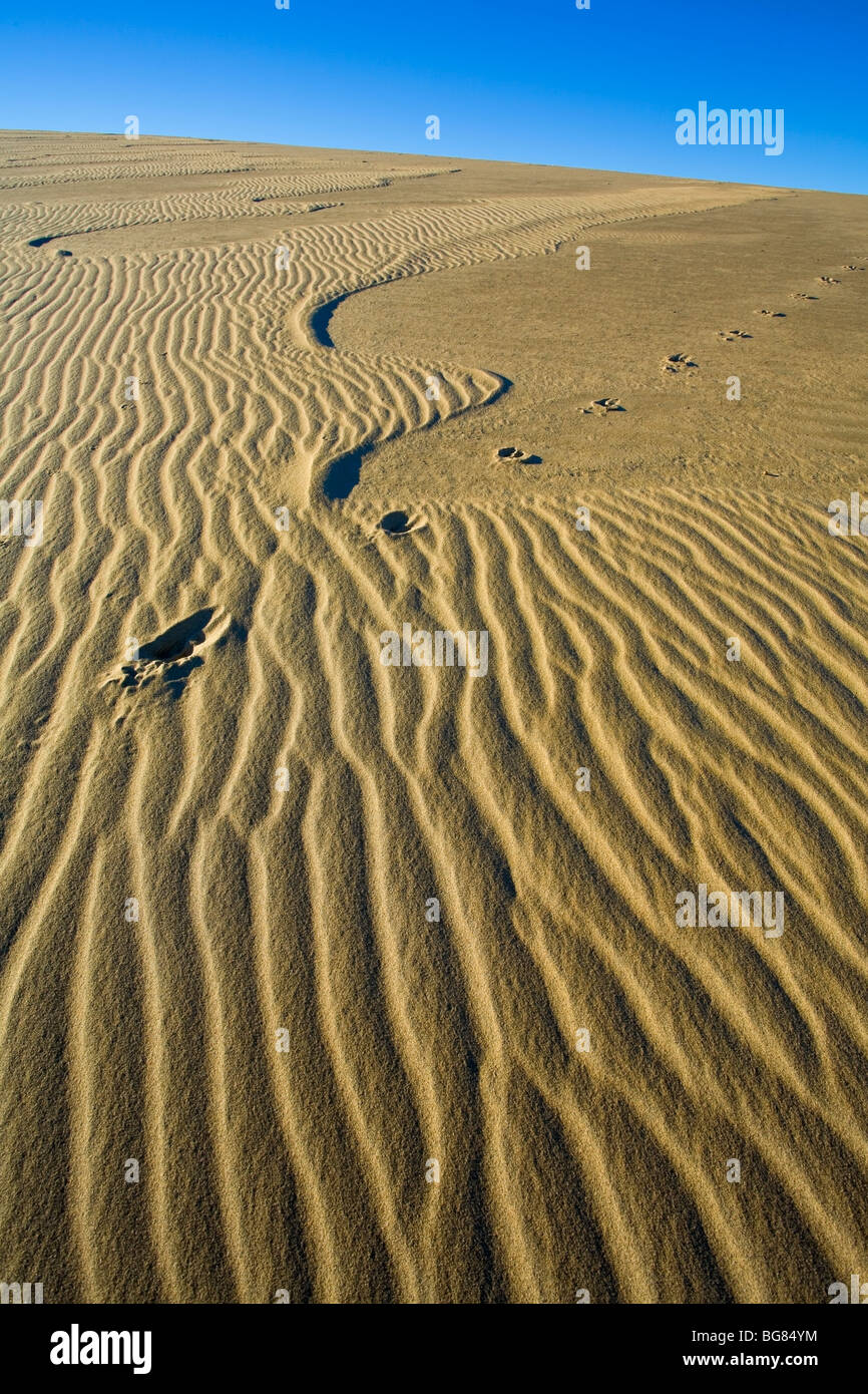 Hoof Prints Across Sand Dune Close Up Killpecker Sand Dunes Wyoming Usa Stock Photo Alamy