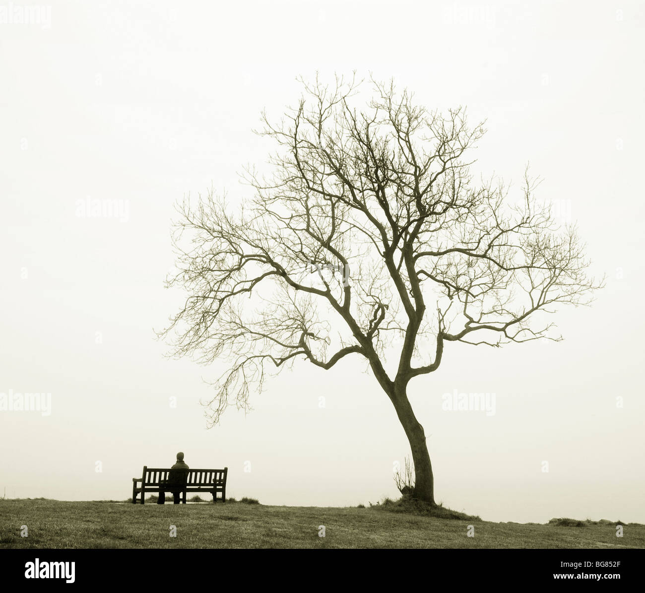 A young man sitting on a bench by a tree. He is looking out to sea on a misty day. Stock Photo
