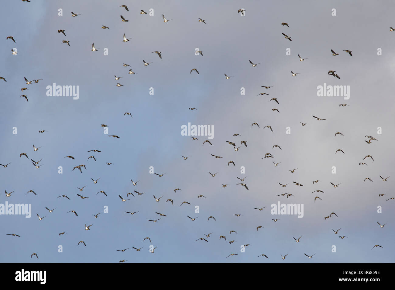 Flocks of Lapwings and Golden Plovers,Potteric Carr, Doncaster, South Yorkshire, UK, Oct 2009 Stock Photo