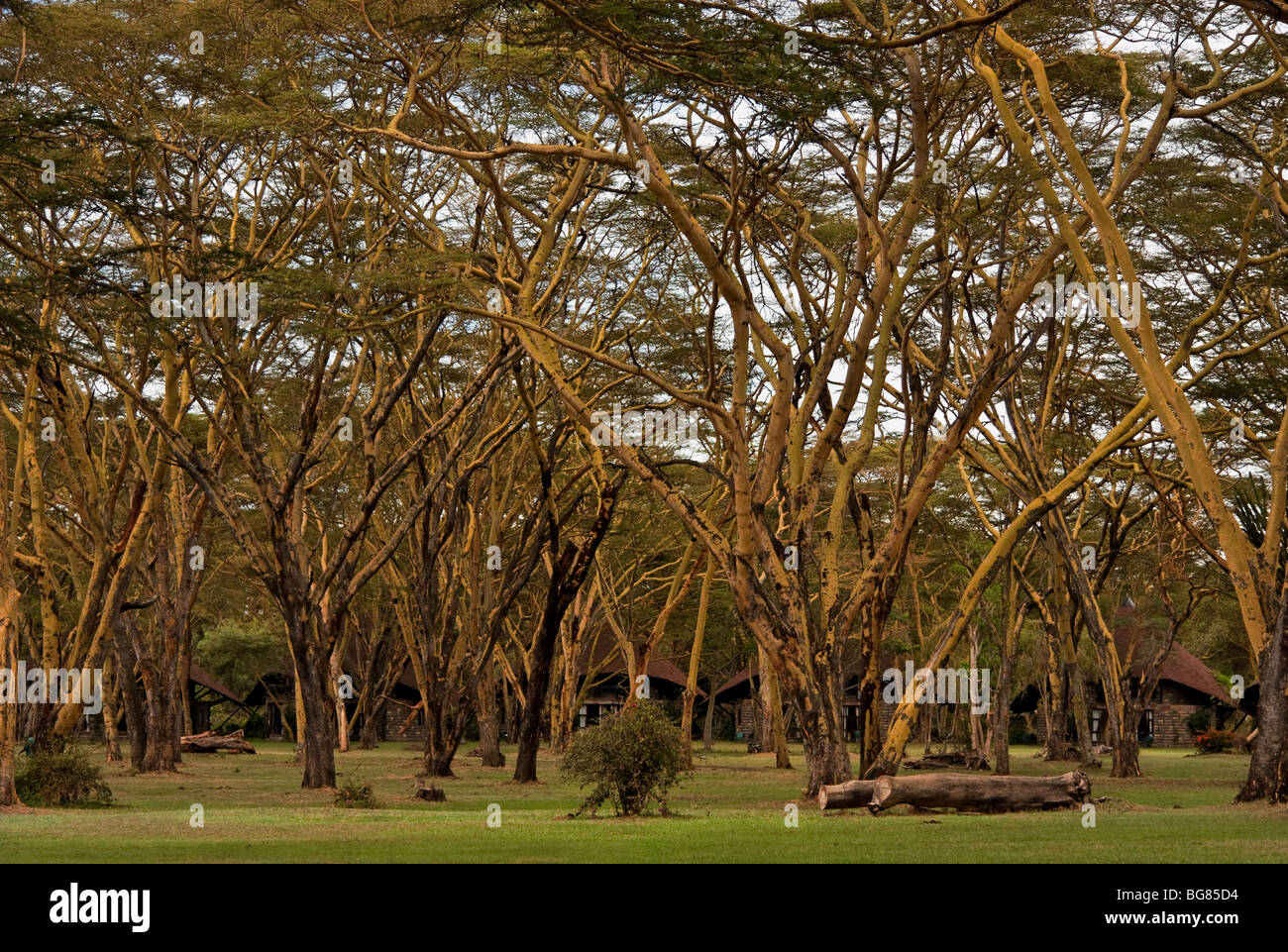 Wood in Africa Stock Photo Alamy
