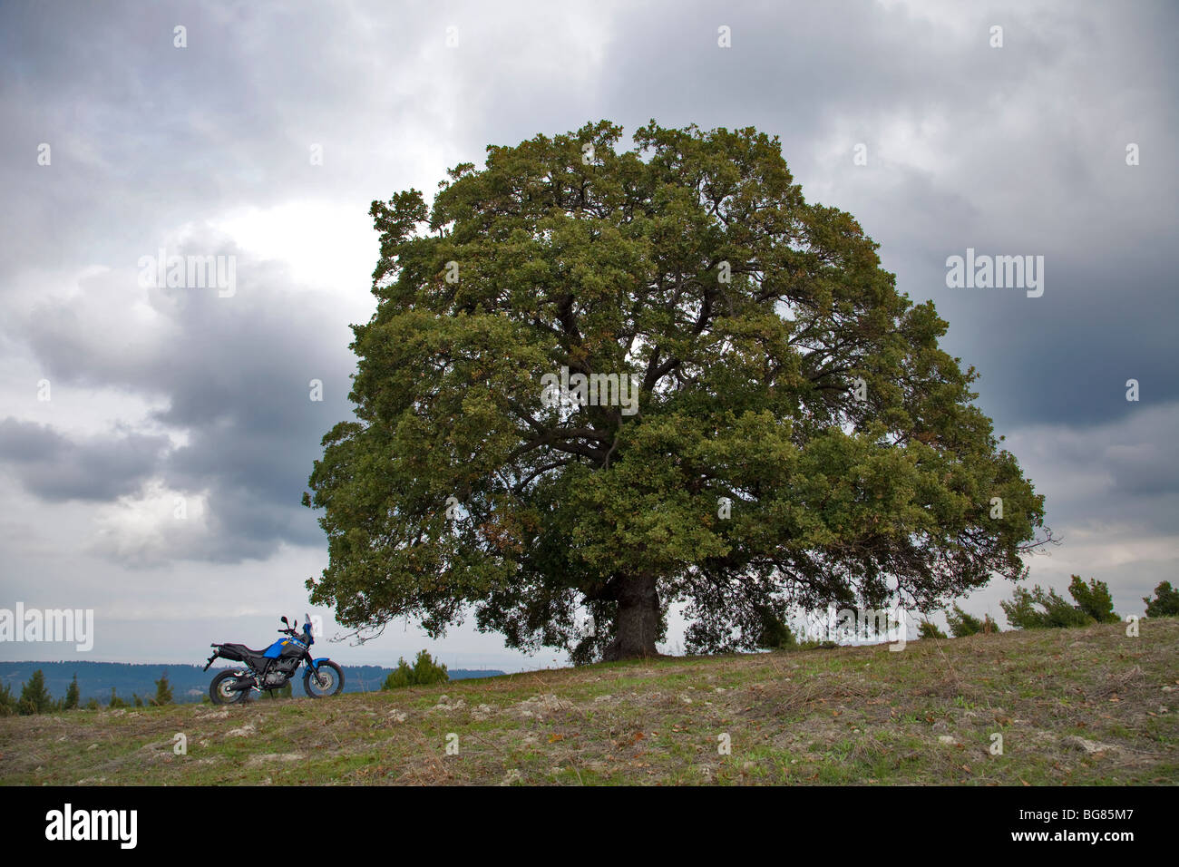 Oak tree at the top of hill at Kassandra,Chalkidiki,Greece.There is also a motor bike,a Yamaha Tenere nearby Stock Photo