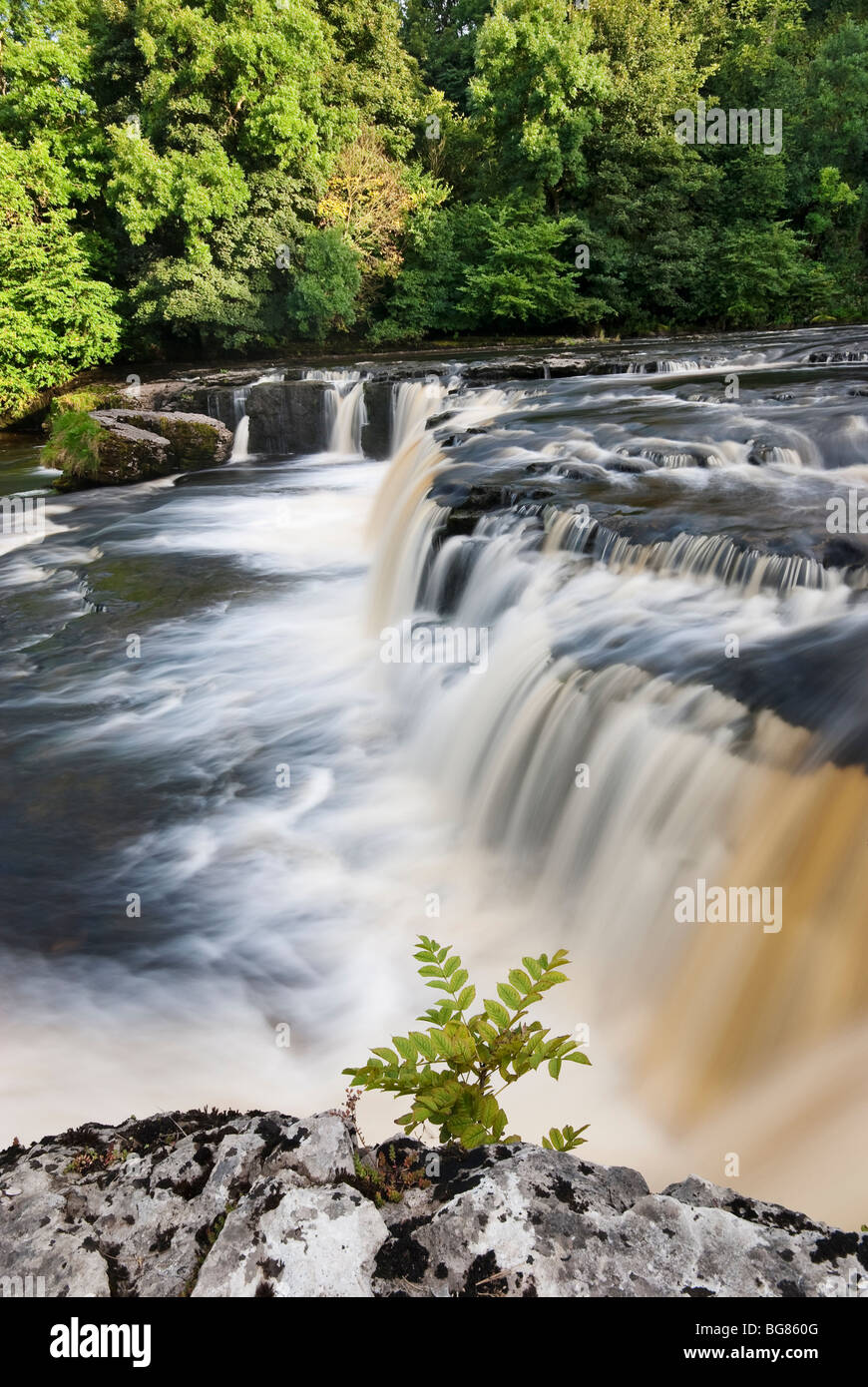 Plants growing in the rock crevasses at Aysgarth Falls on the River Ure in Wensleydale Yorkshire dales Stock Photo