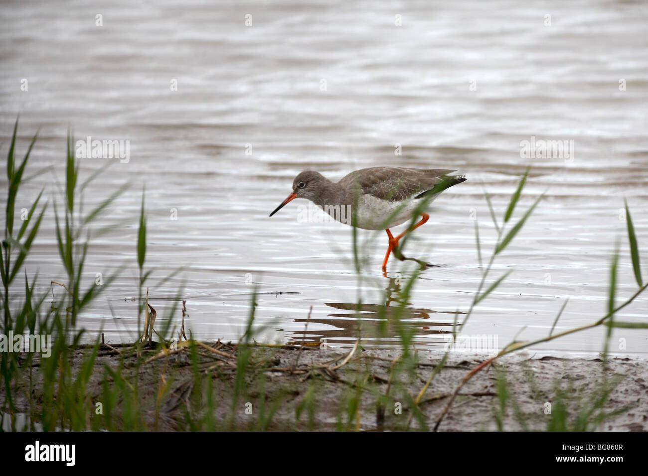 Redshank, Potteric Carr, Doncaster, South Yorkshire, UK, Oct 2009 Stock Photo