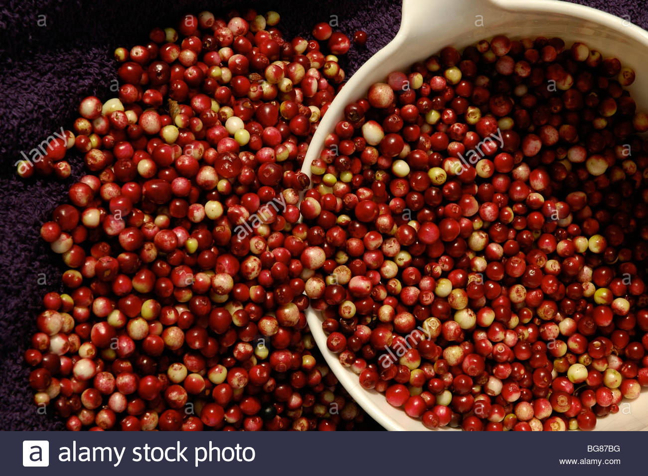 Berry Picking Alaska High Resolution Stock Photography and Images Alamy
