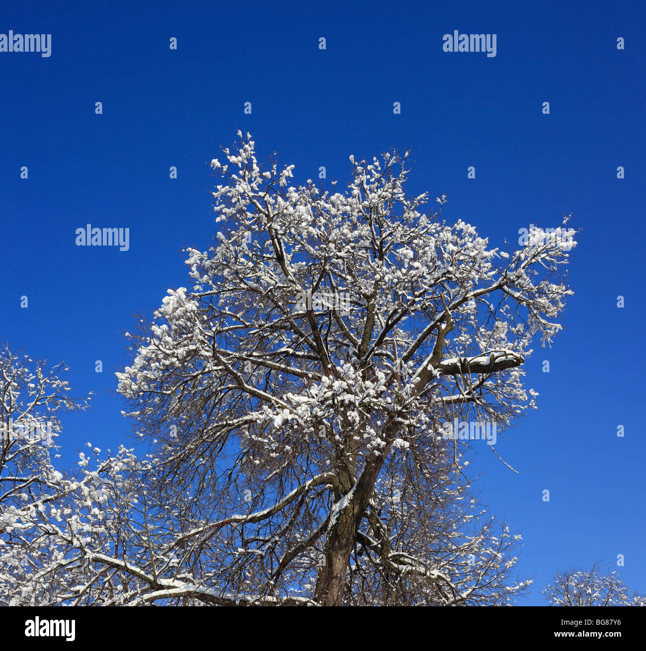 Forest in sunny winter day, Russia Stock Photo