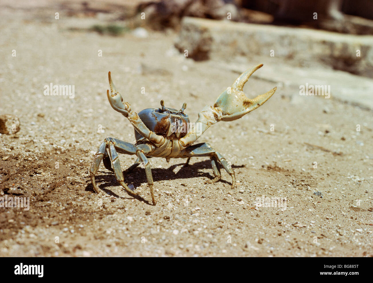 Crab on the beach Stock Photo