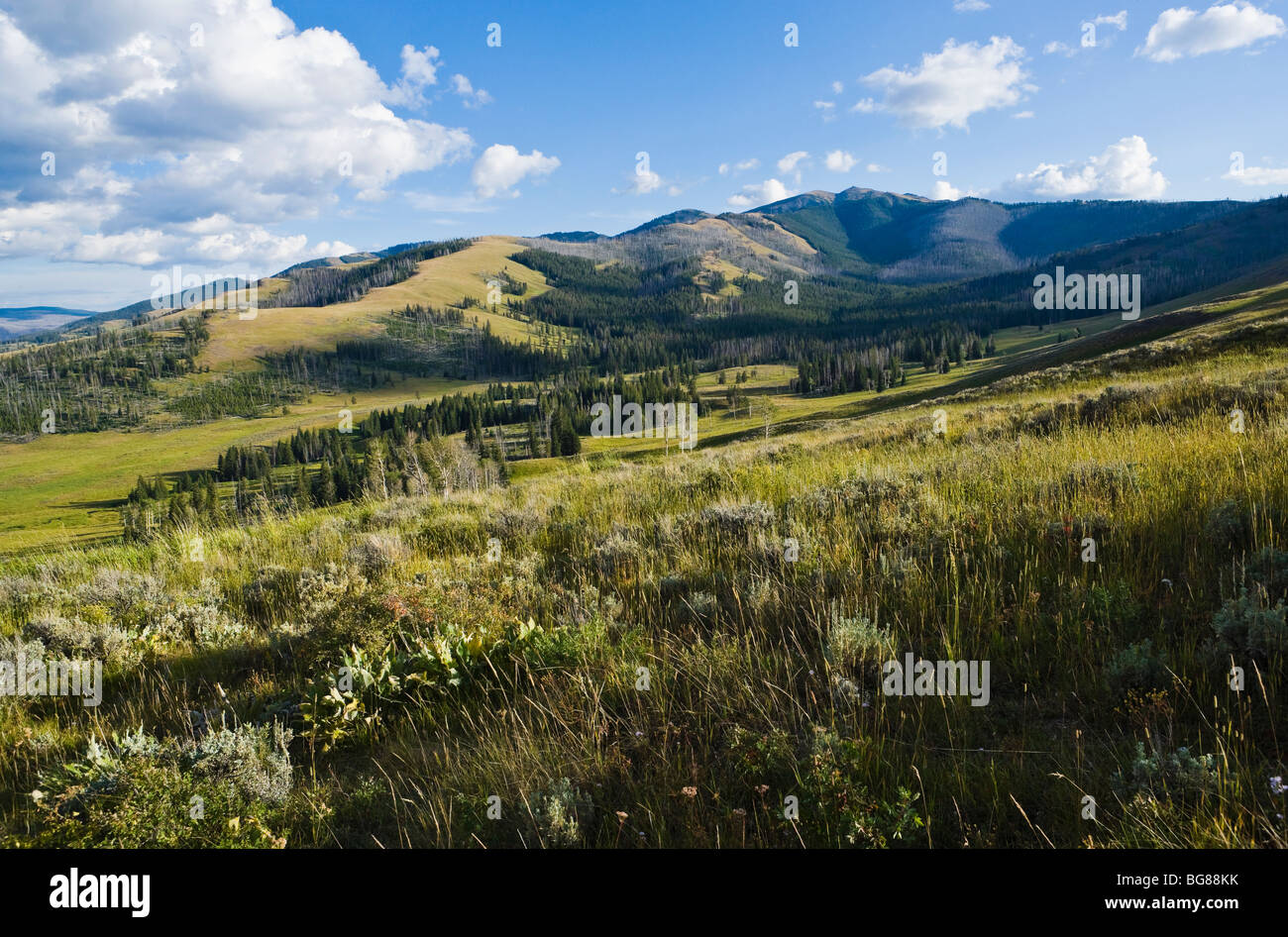 Mount Washburn and Antelope Creek valley, in Yellowstone National Park, Wyoming, USA. Stock Photo