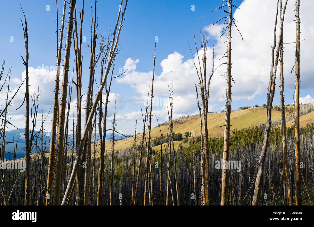 Dead trees and a mountain ridge on Dunraven Pass in Yellowstone