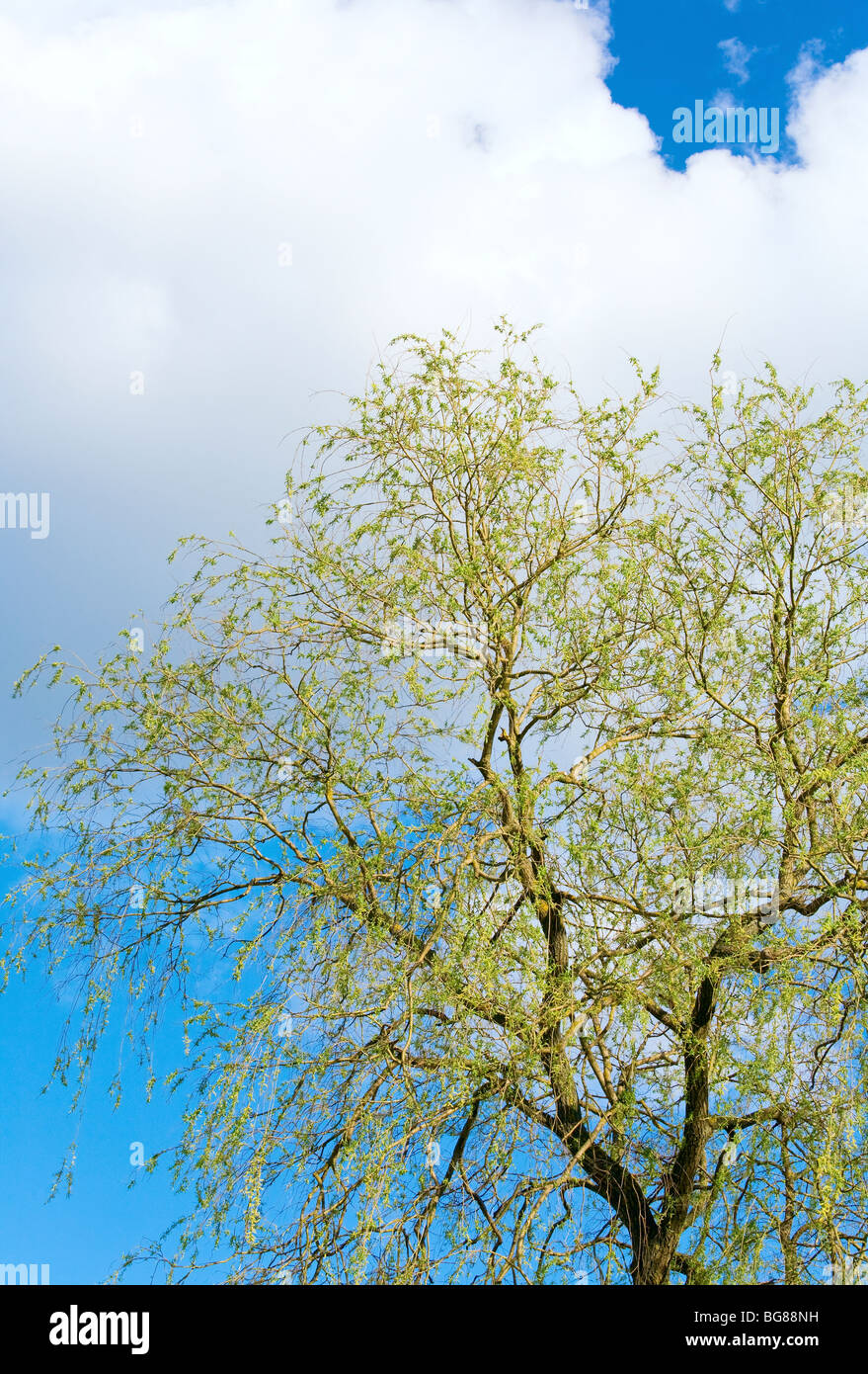 Spring blossoming willow tree on sky background Stock Photo