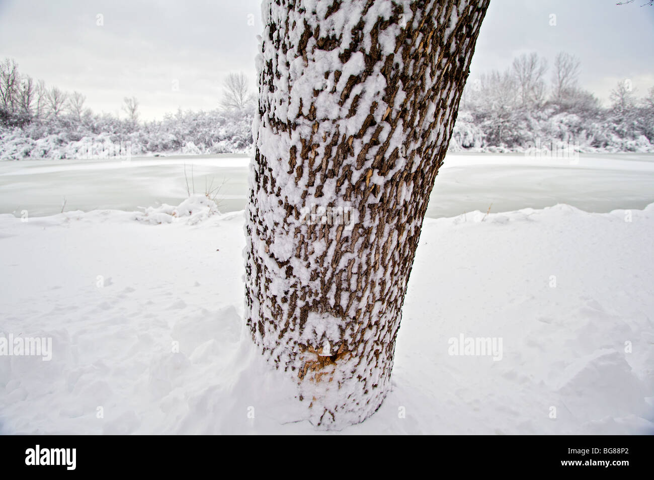 Walking By Wingra Creek In Snow >> Snow On Bushes Stock Photos Snow On Bushes Stock Images Page 2 Walking By Wingra Creek In Snow >> Snow On Bushes Stock Photos Snow On Bushes Stock Images Page 2
