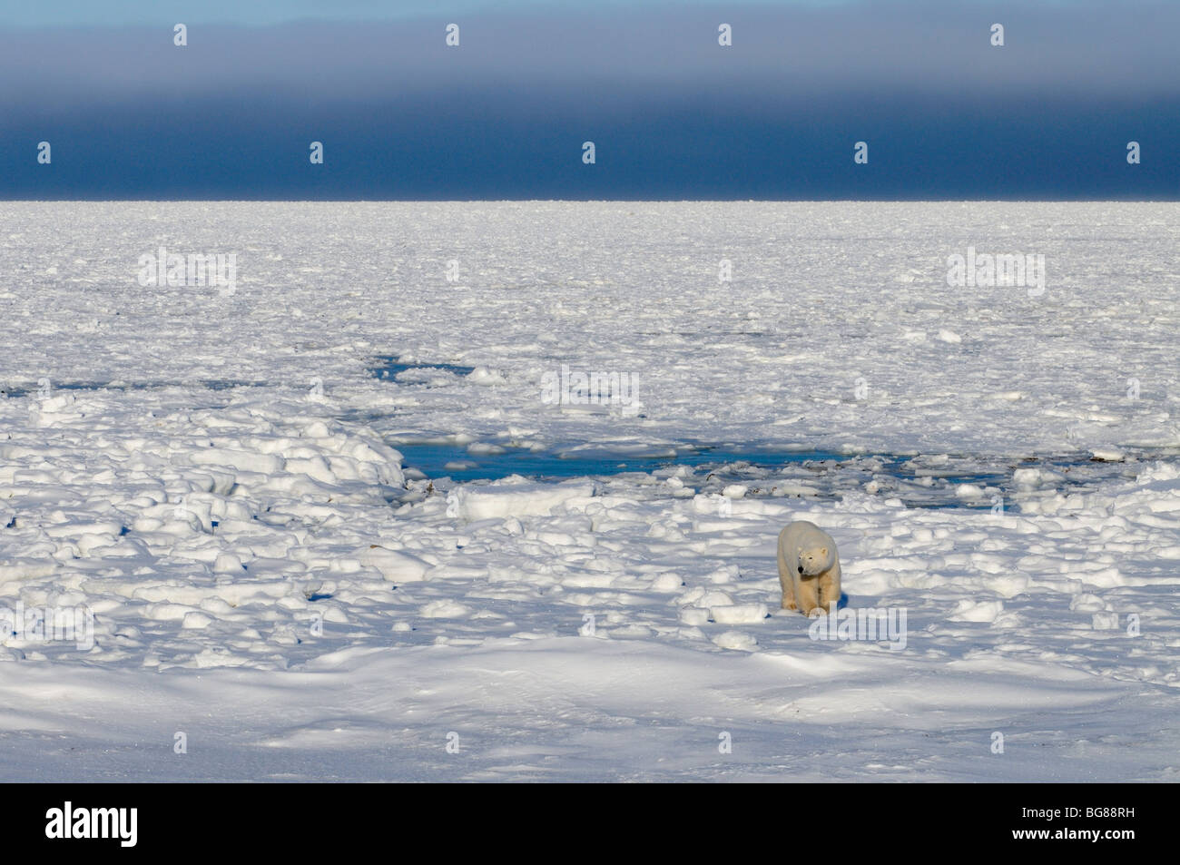 Polar bear (Ursus maritimus) walking along Hudson Bay coastline, Churchill, Manitoba, Canada Stock Photo