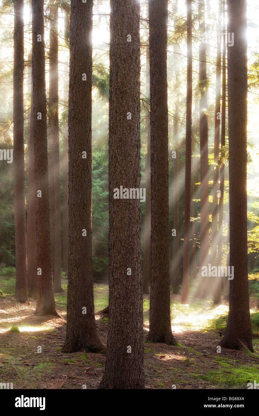 autumn forest scene with sun rays shining through branches Stock Photo