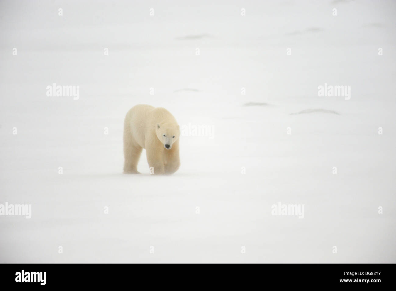 Polar bear (Ursus maritimus) along Hudson Bay coast, Churchill, Manitoba, Canada Stock Photo