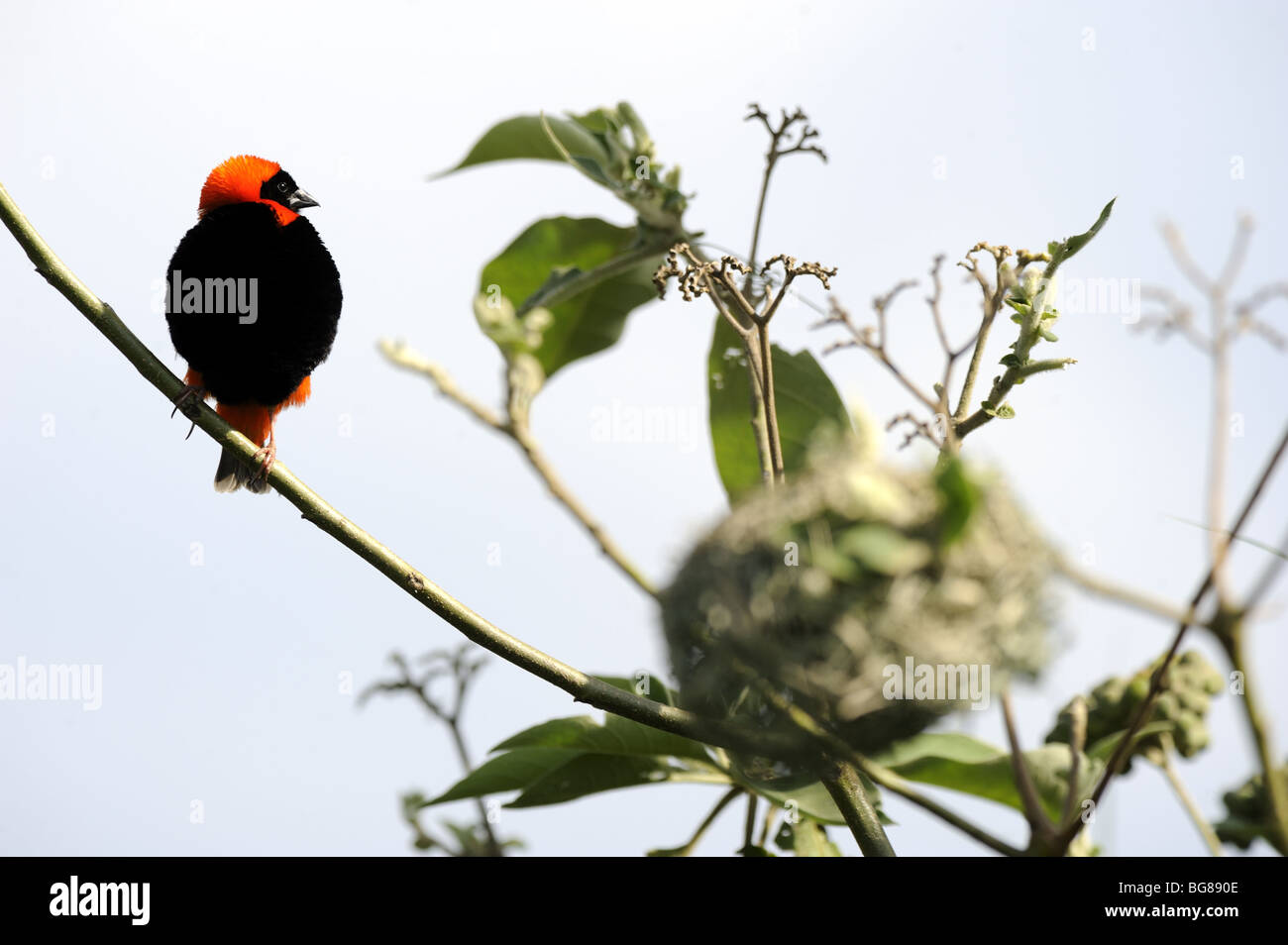 Southern Red Bishop in Reeds Stock Photo