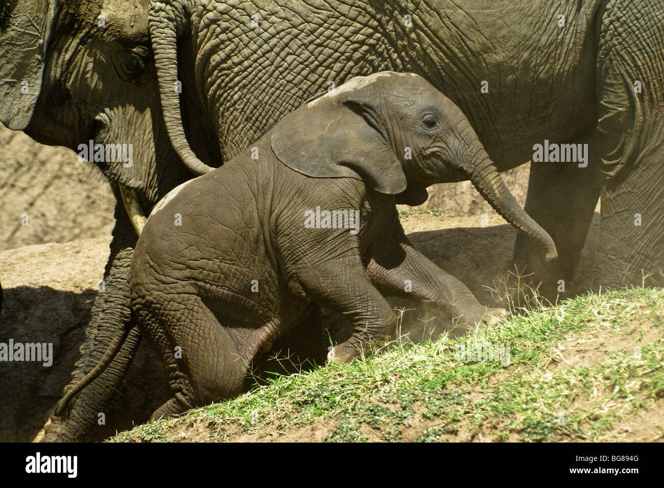 Wet elephant calf, Masai Mara, Kenya Stock Photo - Alamy