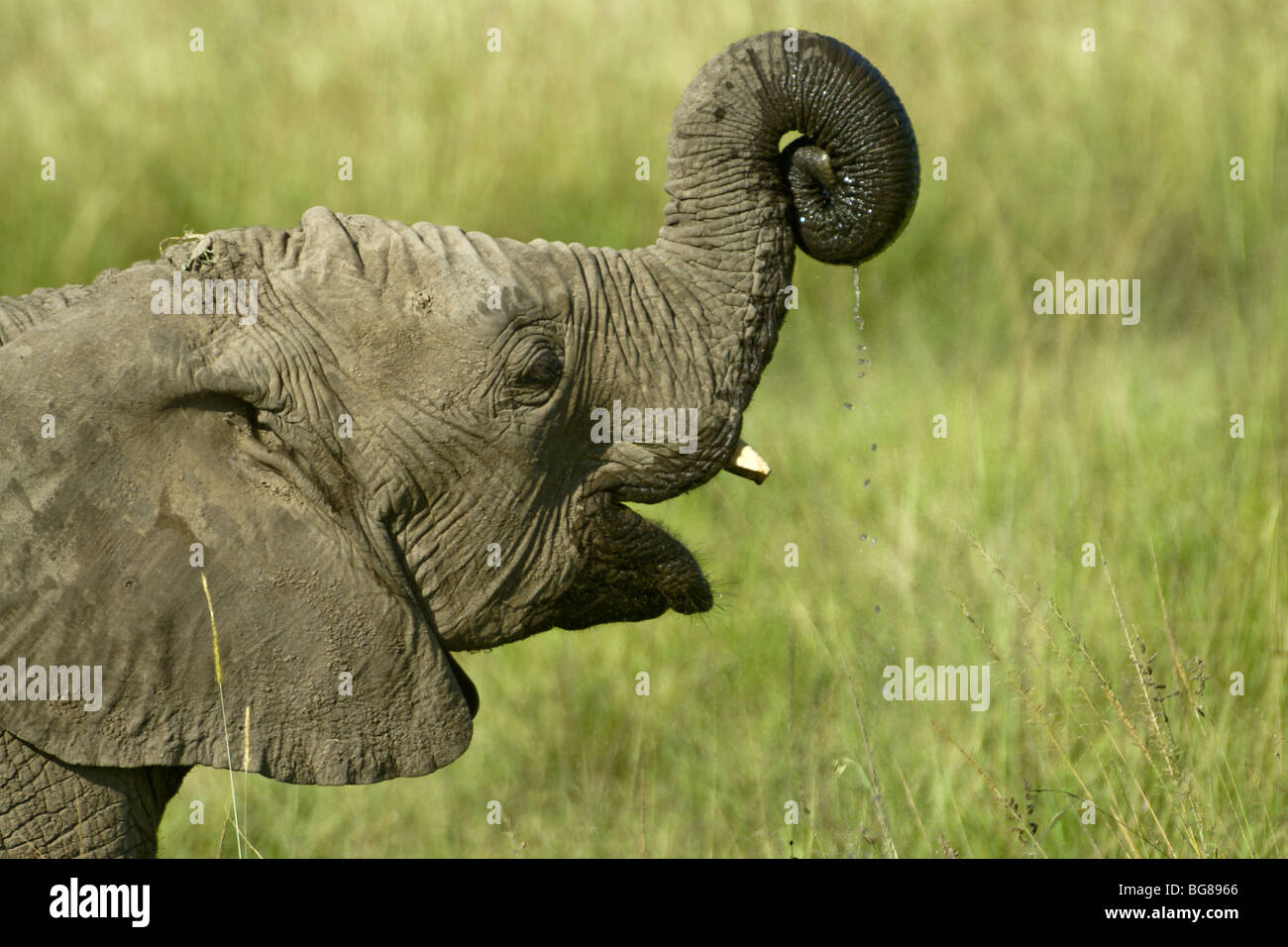 Young elephant playing with water, Masai Mara, Kenya Stock Photo