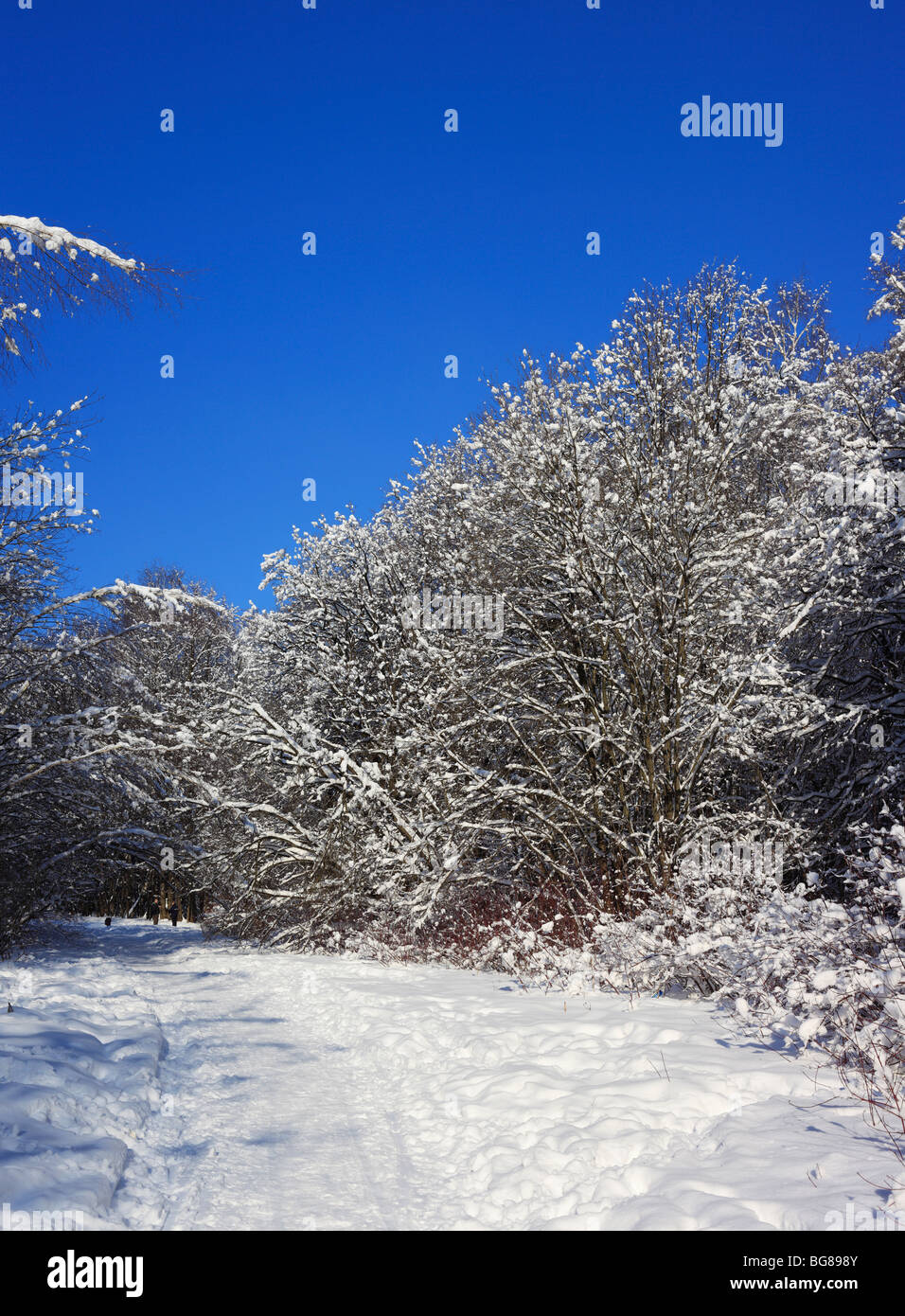 Forest in sunny winter day, Russia Stock Photo