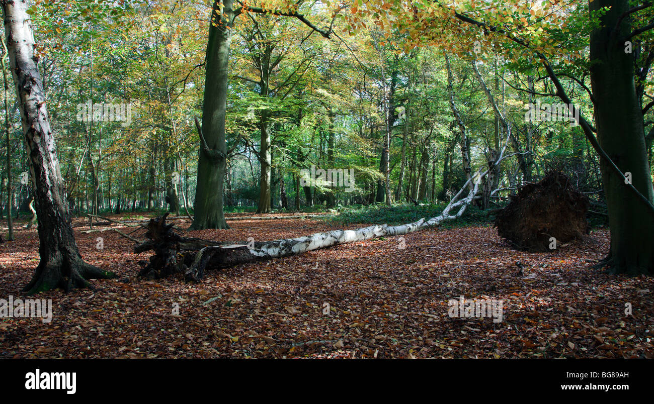 Chiltern beech woods Oxfordshire England UK Stock Photo