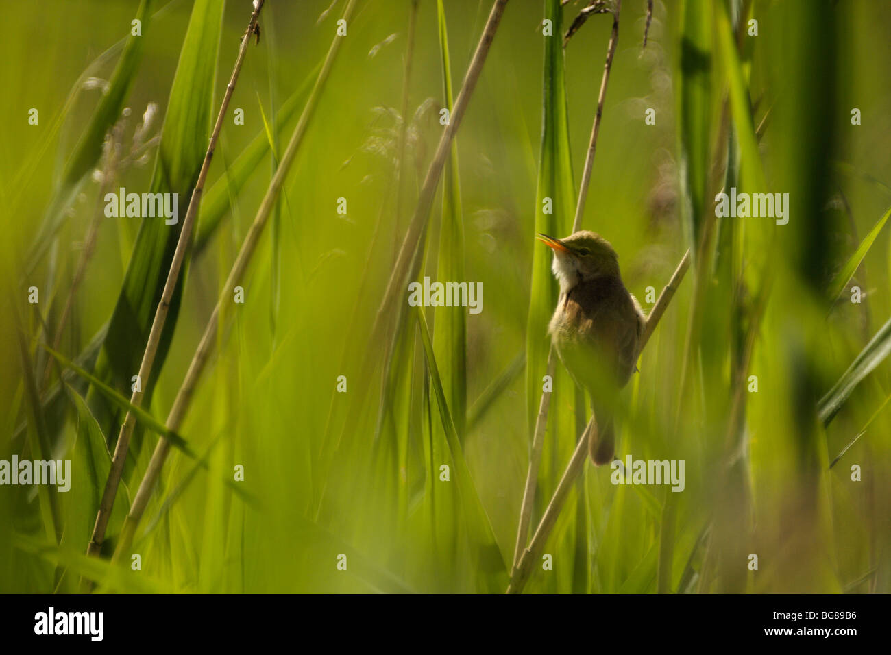 REED WARBLER, Acrocephalus scirpaceus, singing in a reedbed Stock Photo
