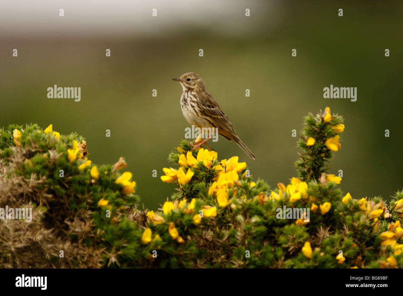 MEADOW PIPIT, Anthus pratensis, Perched on a flowering Gorse bush Stock Photo
