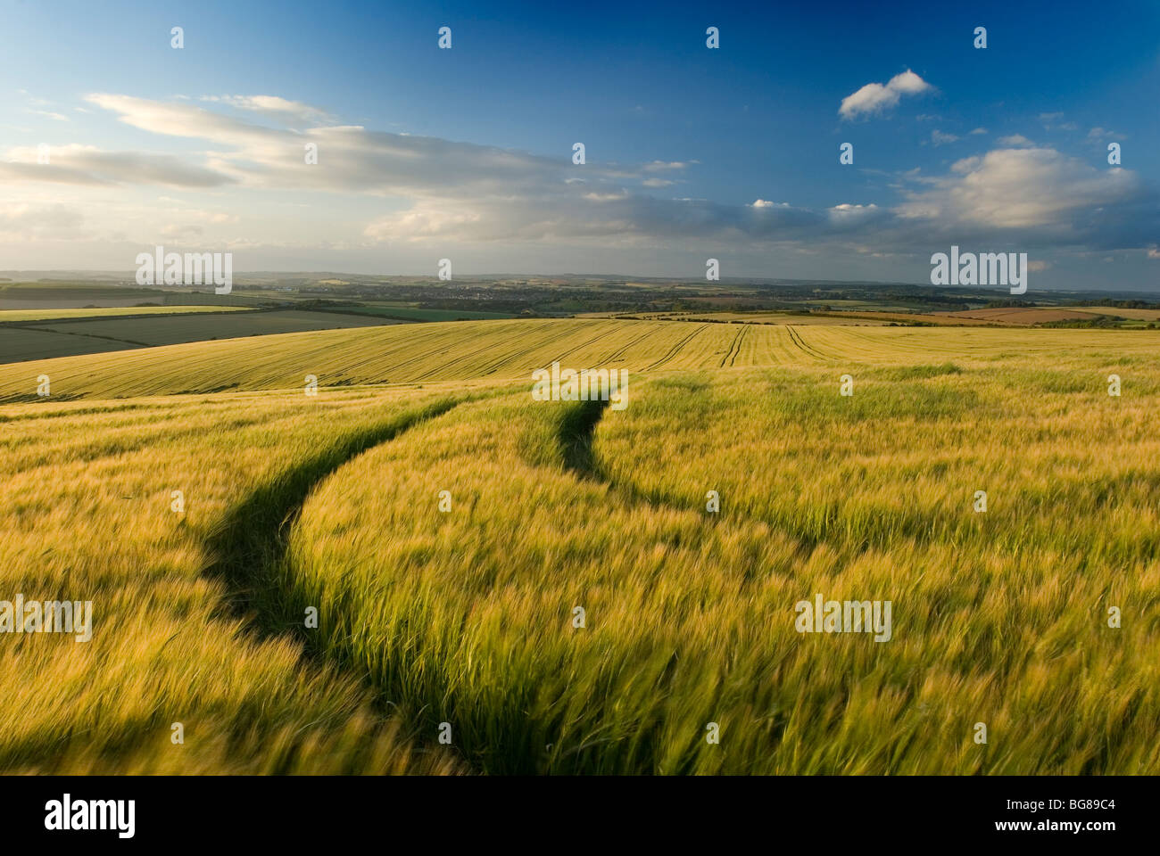 Fields near Dorchester, Dorset, England, UK Stock Photo - Alamy
