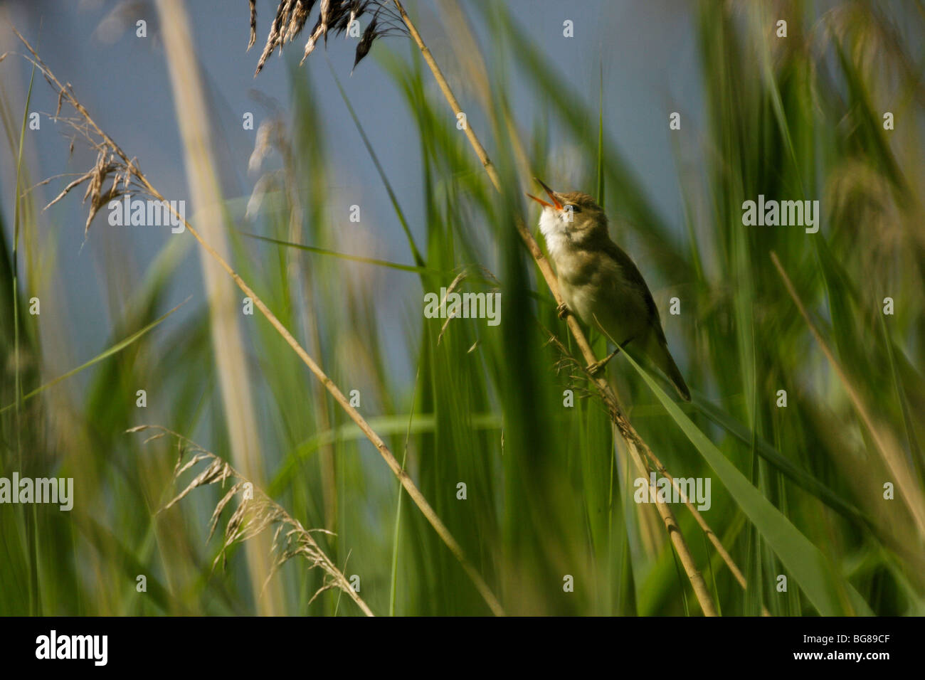 REED WARBLER, Acrocephalus scirpaceus, singing in a reedbed Stock Photo