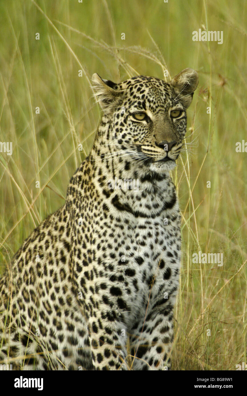 African leopard in long grass, Masai Mara, Kenya Stock Photo