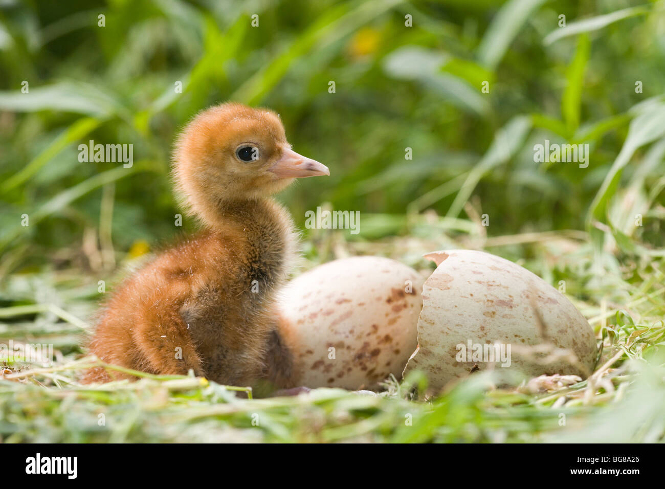 Eurasian or Common Crane (Grus grus). Nest with a just hatched chick and second egg. Stock Photo