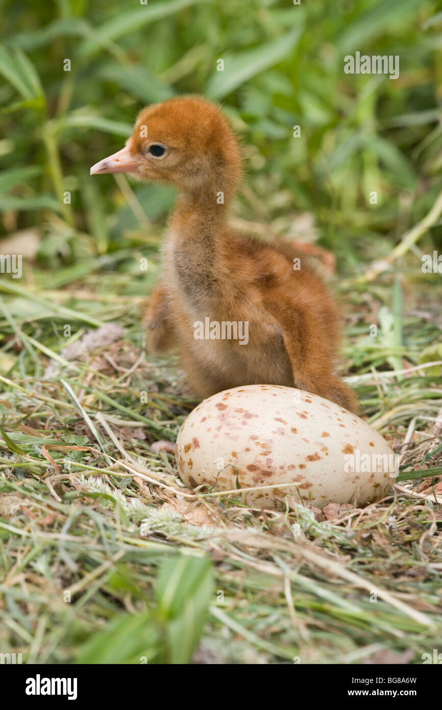 Common or Eurasian Crane (Grus grus). Newly emerged chick with second egg still to hatch on nest. Stock Photo