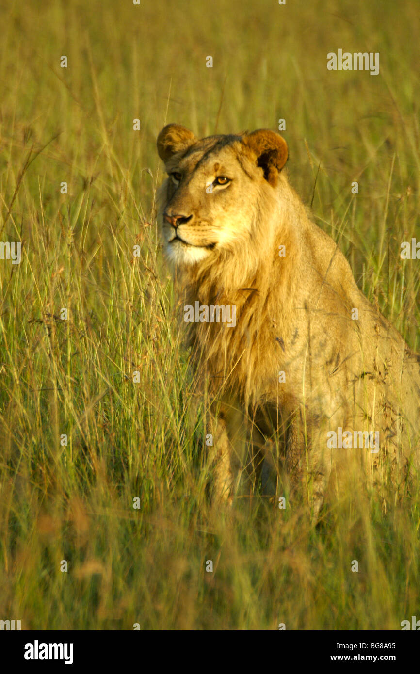 Male lion masai mara kenya hi-res stock photography and images - Alamy