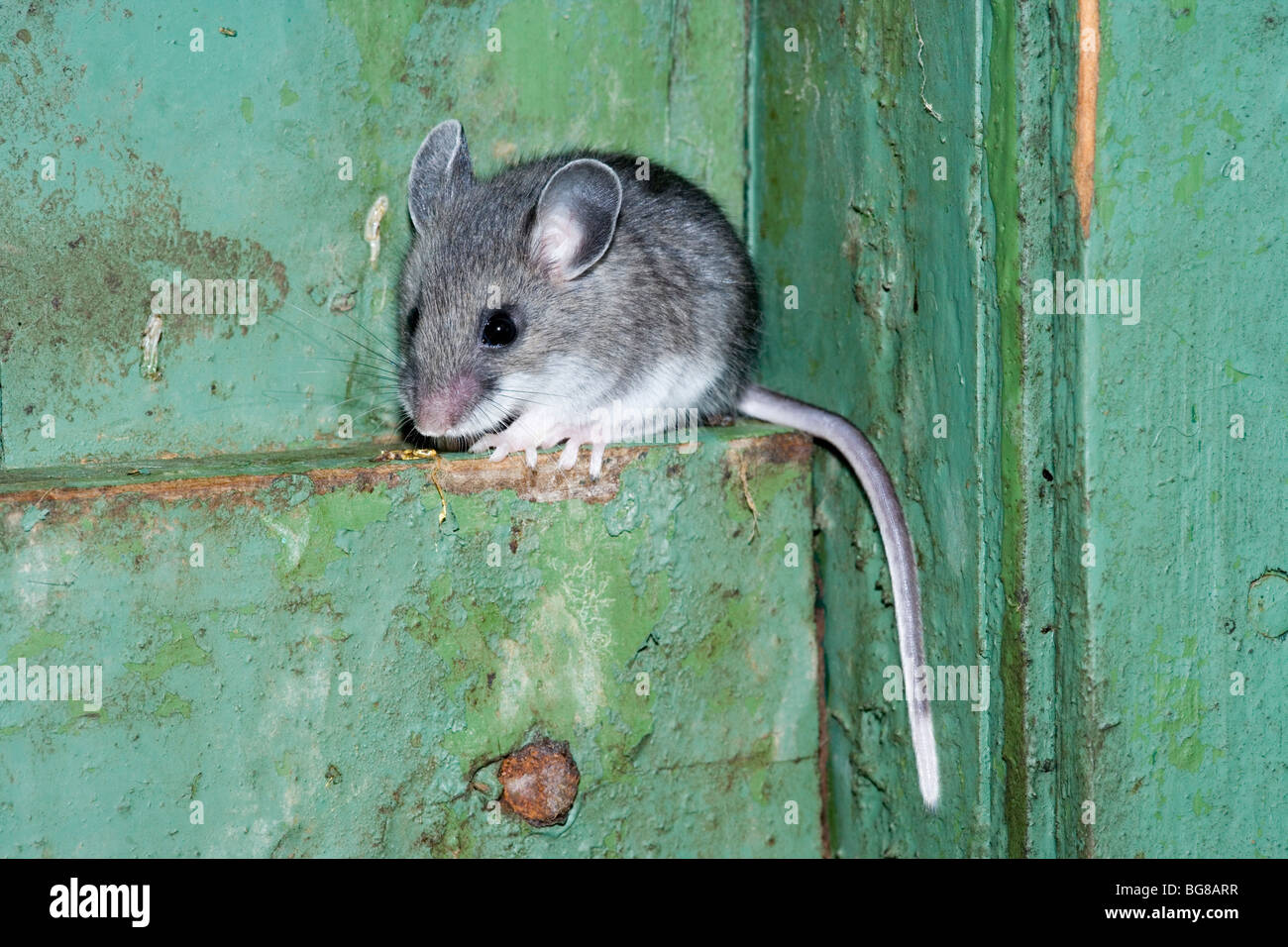 Deer mouse hi-res stock photography and images - Alamy