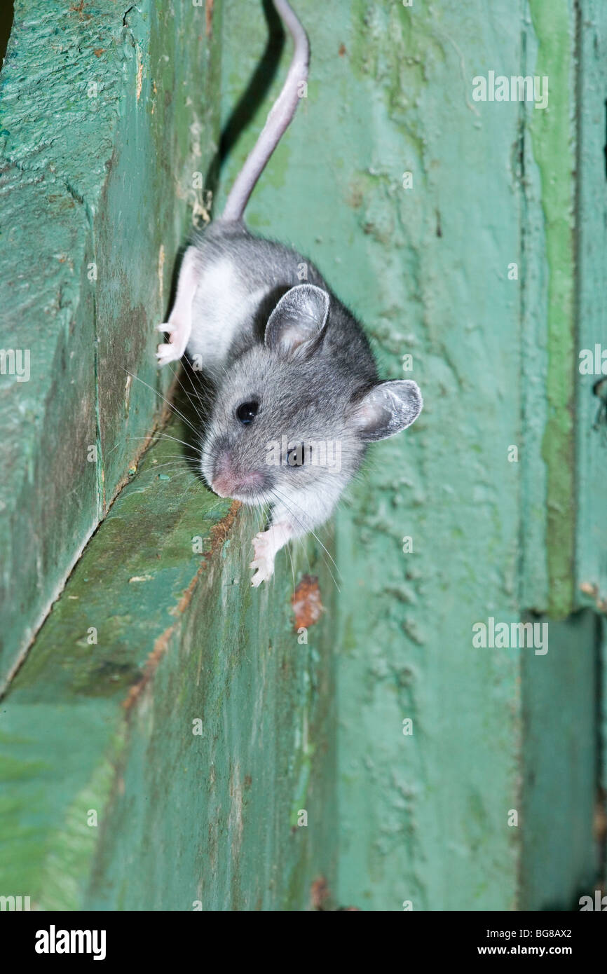 Whitefooted Deer Mouse (Peromyscus maniculatus). Adult within a leaflet dispenser, scrambling