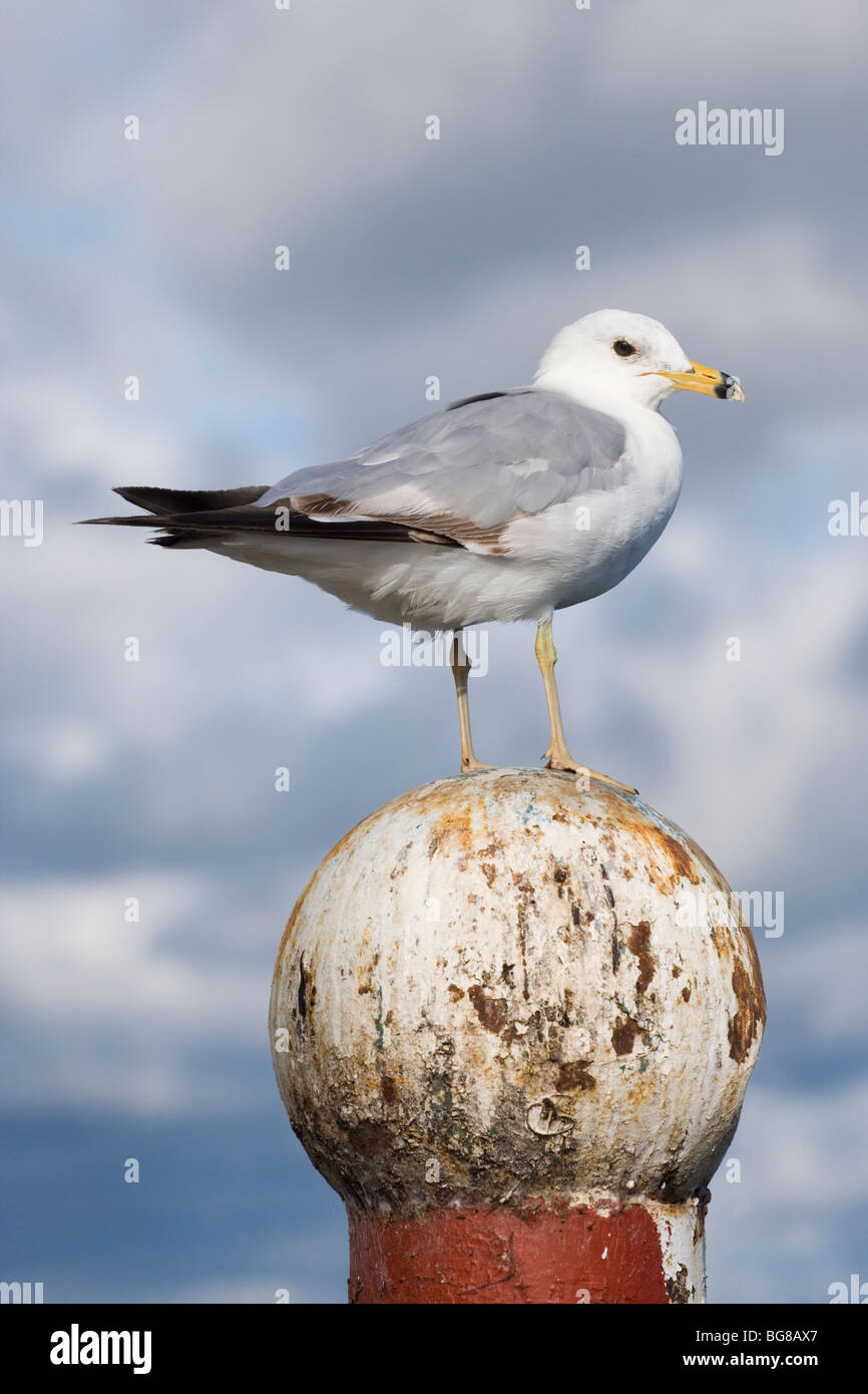 Ring-billed Gull (Larus delawarensis). Vagrant to UK, Great Britain, England, Europe from North America. Stock Photo