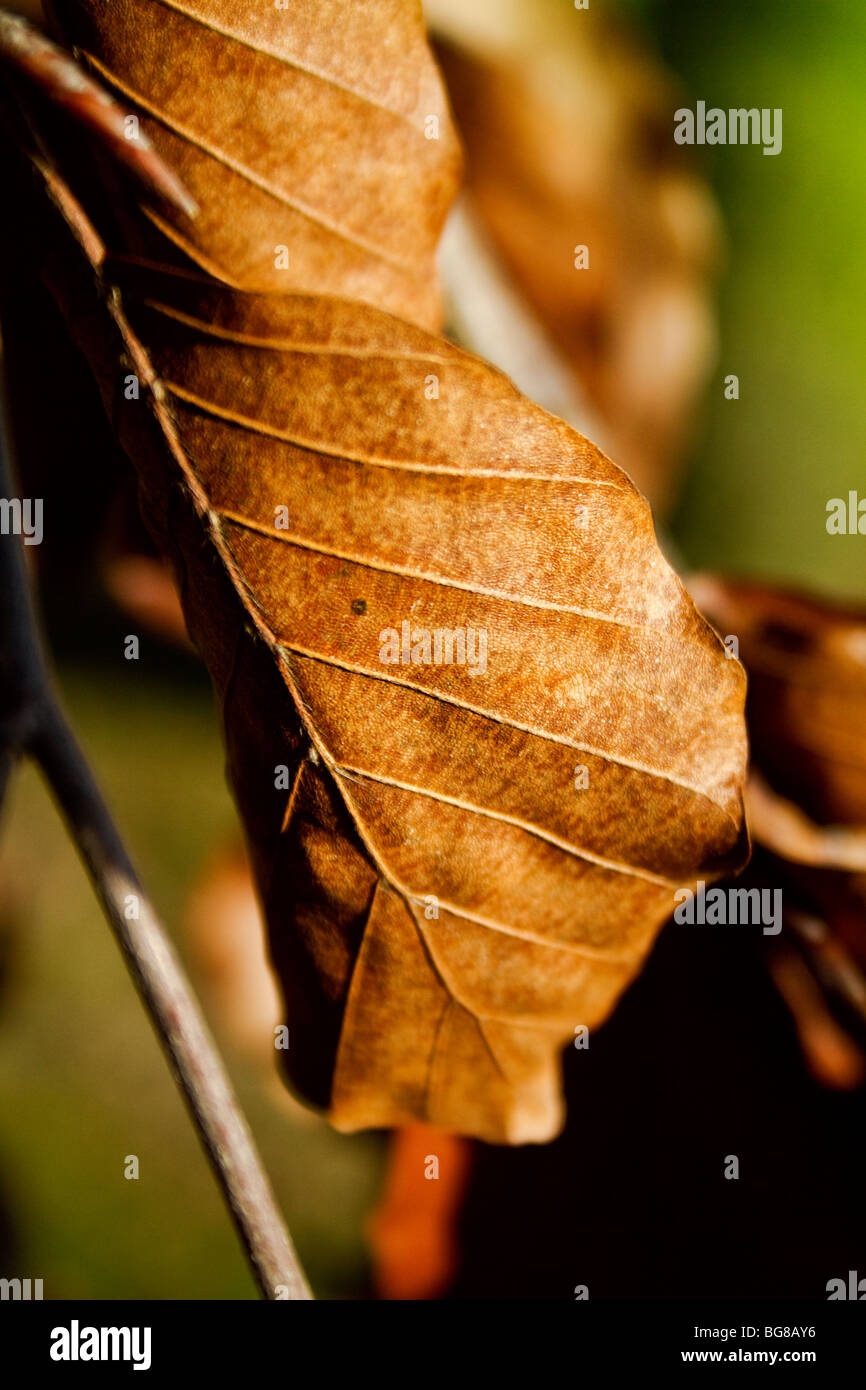Beautiful macro autumn leaf hi-res stock photography and images - Alamy