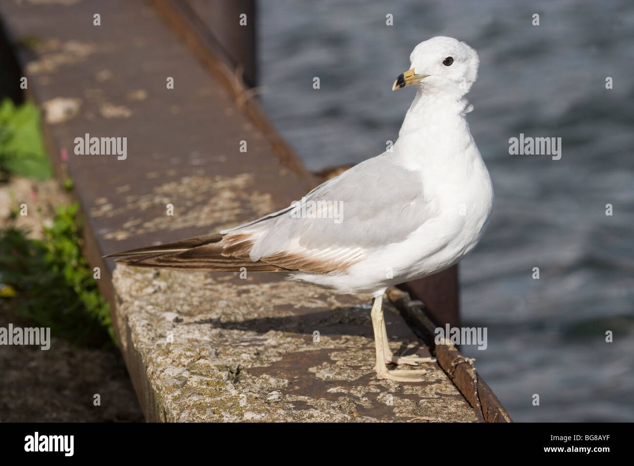 Ring-billed Gull (Larus delawareensis). In process of wing moulting or molting. Stock Photo