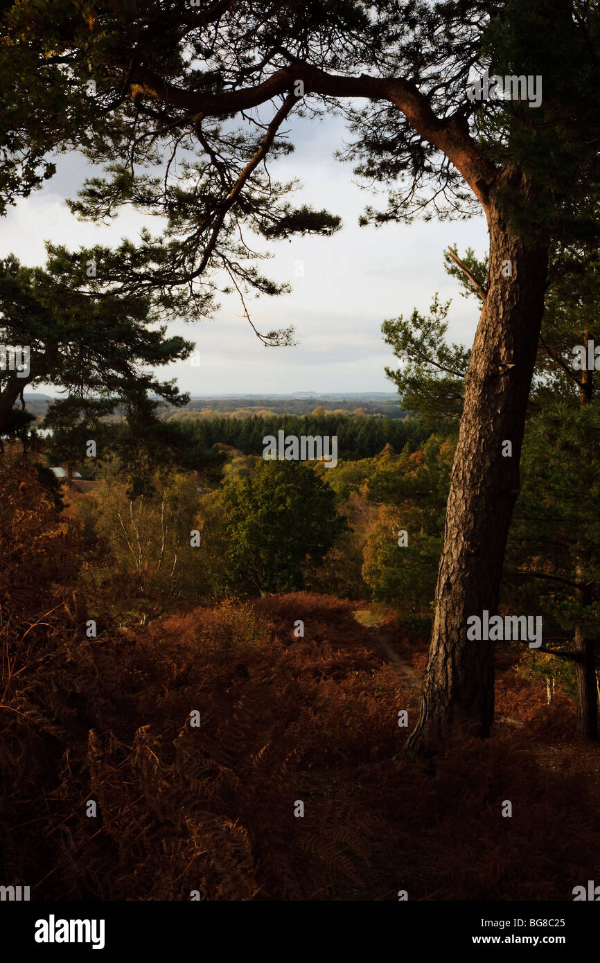View, from Pine trees, on Autumn afternoon, landscape Stock Photo