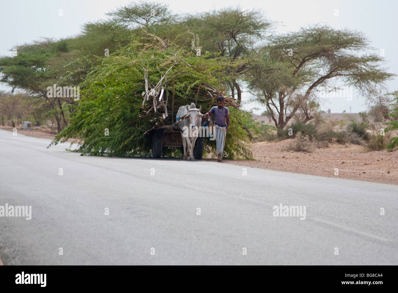 Agriculture pulling load along road working animal hires stock photography and images Alamy