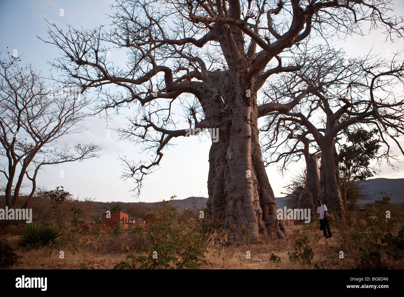 Baobab trees tower above a bystander in the village of Pahi, Dodoma Region, Tanzania. Stock Photo