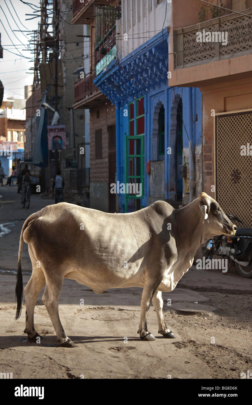 Sacred cow in India Stock Photo