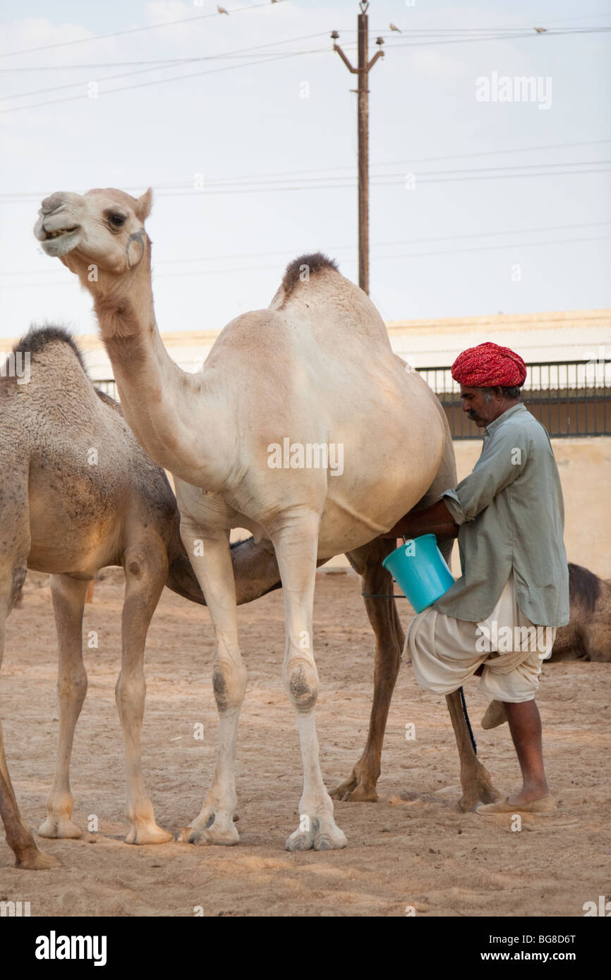 Camel milking Stock Photo Alamy