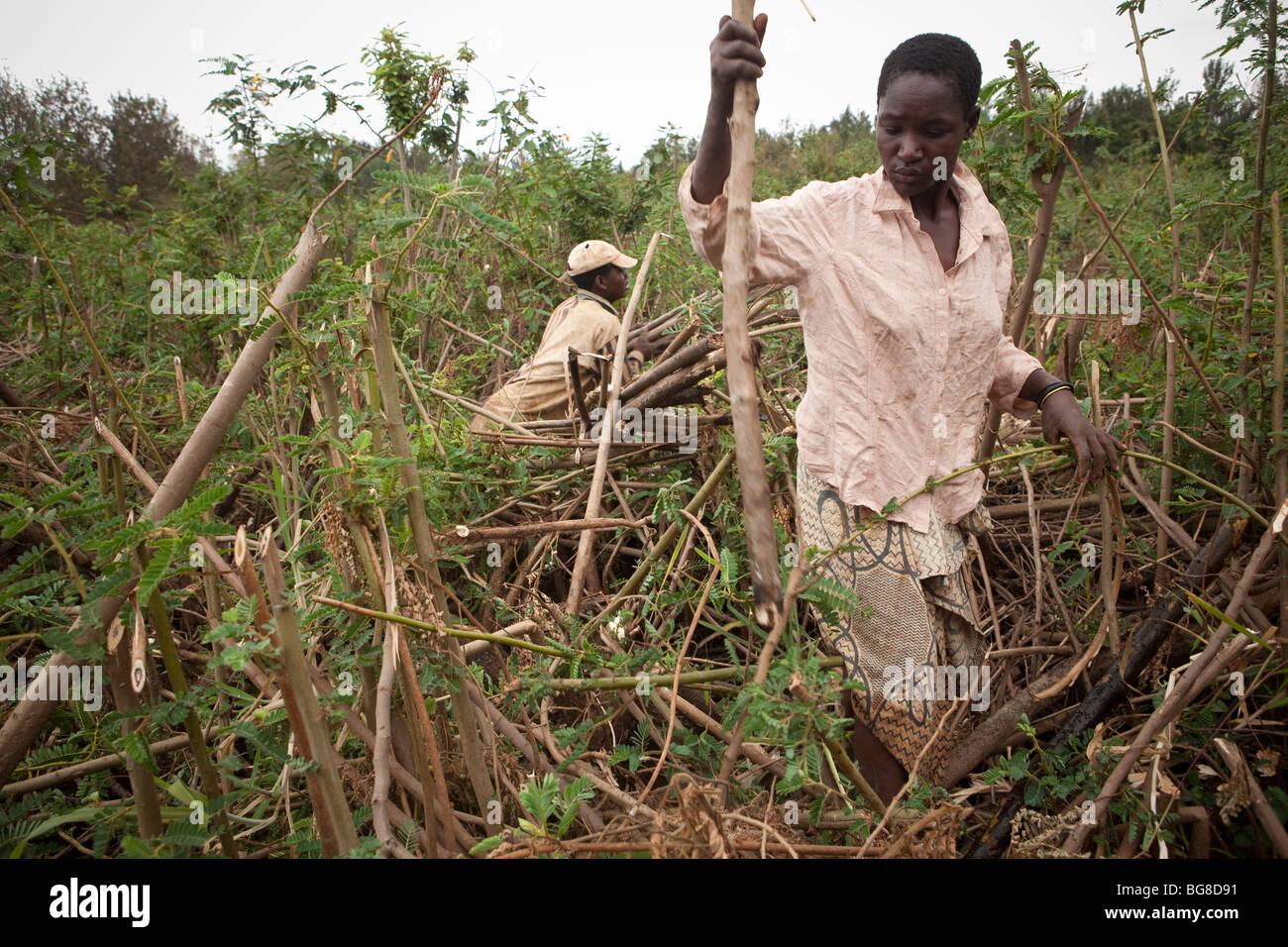 Poachers take woods from the wetlands of Lake Babati to be sold at market. Stock Photo