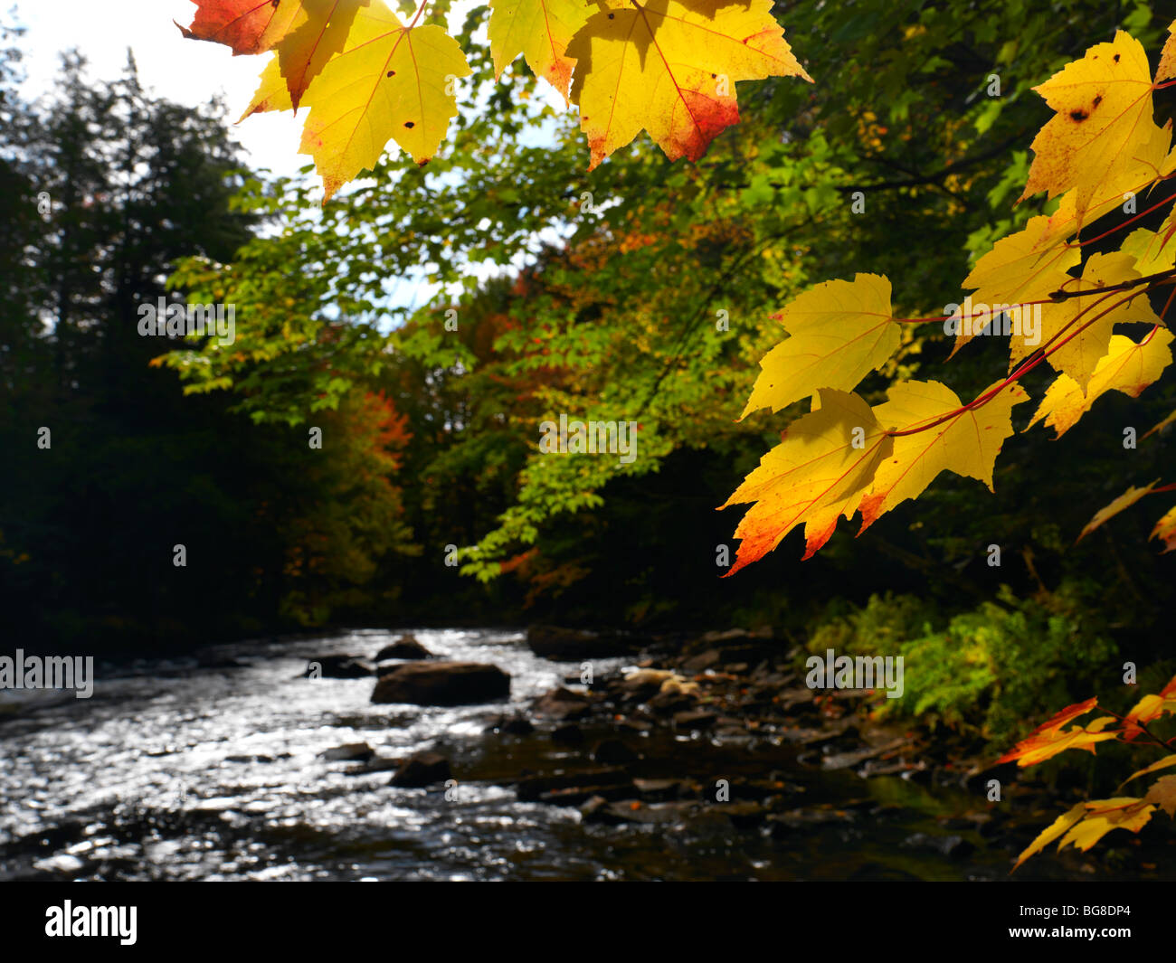Oxtongue river. Beautiful fall nature scenery. Algonquin, Muskoka, Ontario, Canada. Stock Photo