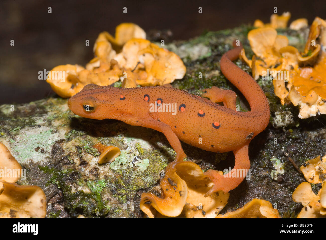 Red Eft or Newt Notophthalmus vividescens terrestrial form USA North America Stock Photo