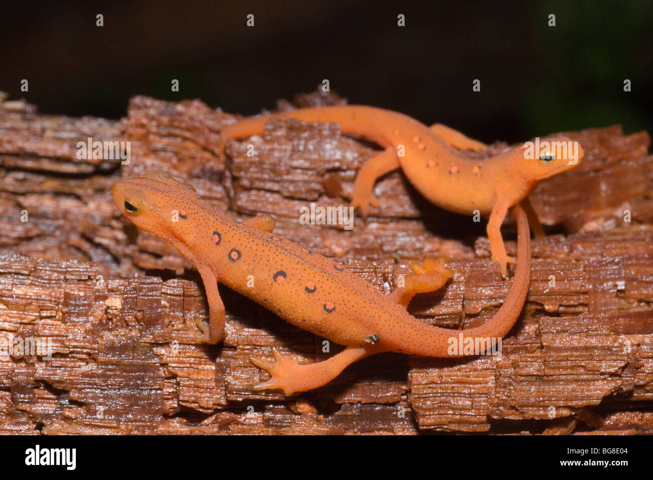 Red Efts (Notophthalmus vividescens vividescens). Land form of Red Spotted Newt. Moist forested mountains. USA. North America. Stock Photo