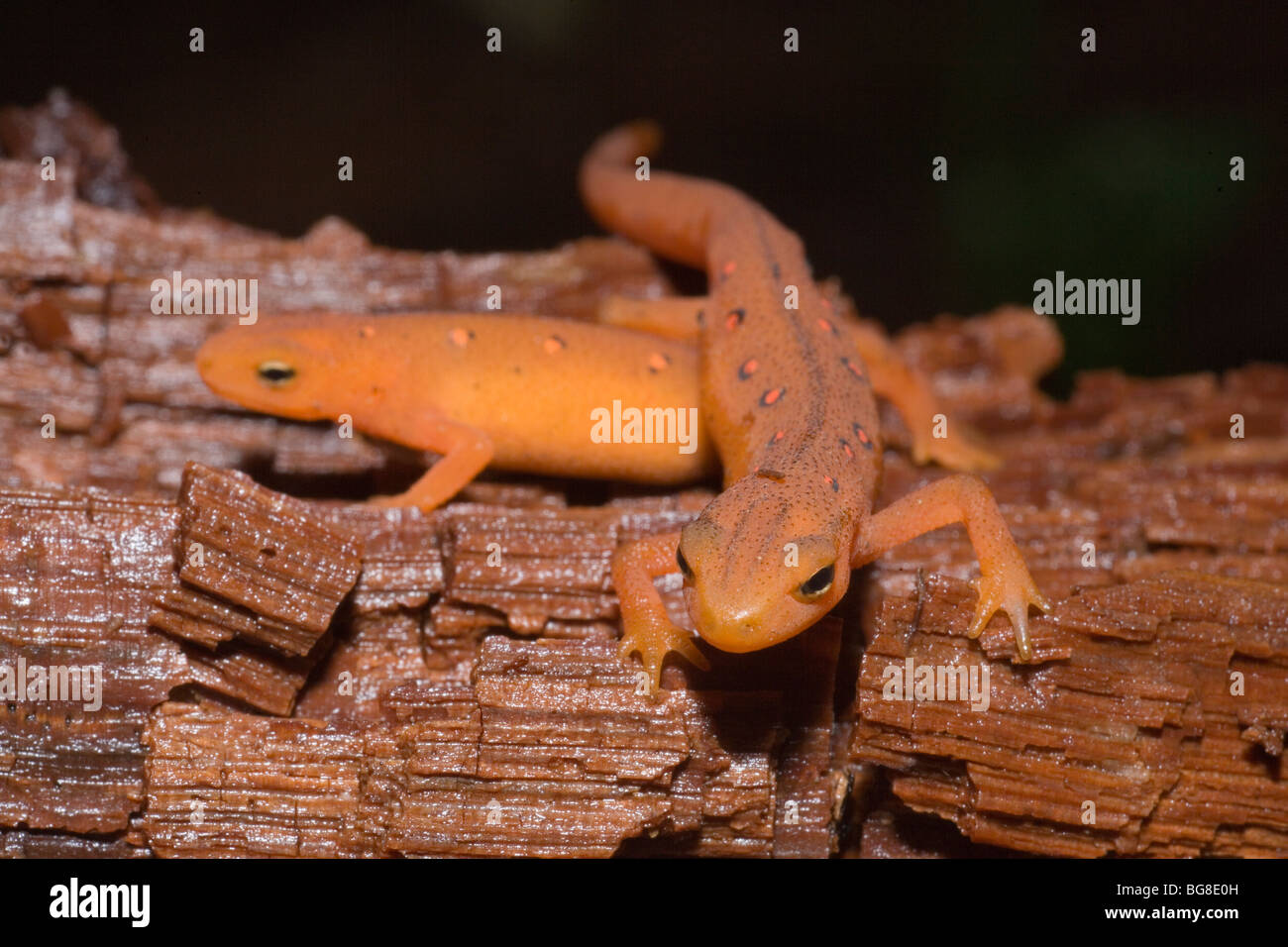 Red Eft (Notophthalmus vividescens vividescens). Land form of Red-spotted Newt. Moist forested mountains. Eastern USA Stock Photo
