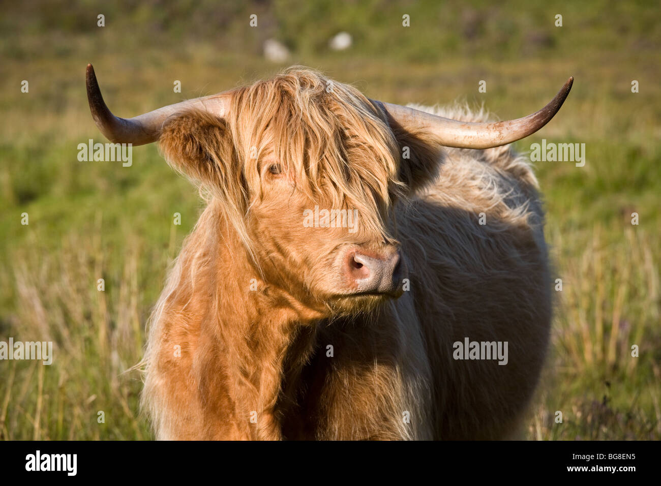 Brown Cow In Isle Of Skye High Resolution Stock Photography and Images ...