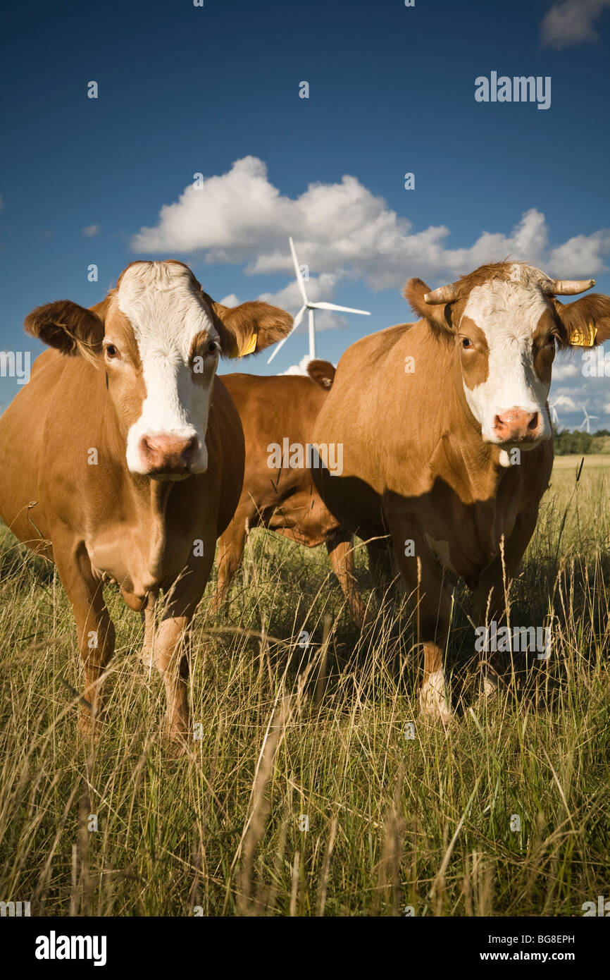 Herd of cows grazing on a farm with a energy generating wind turbine in ...