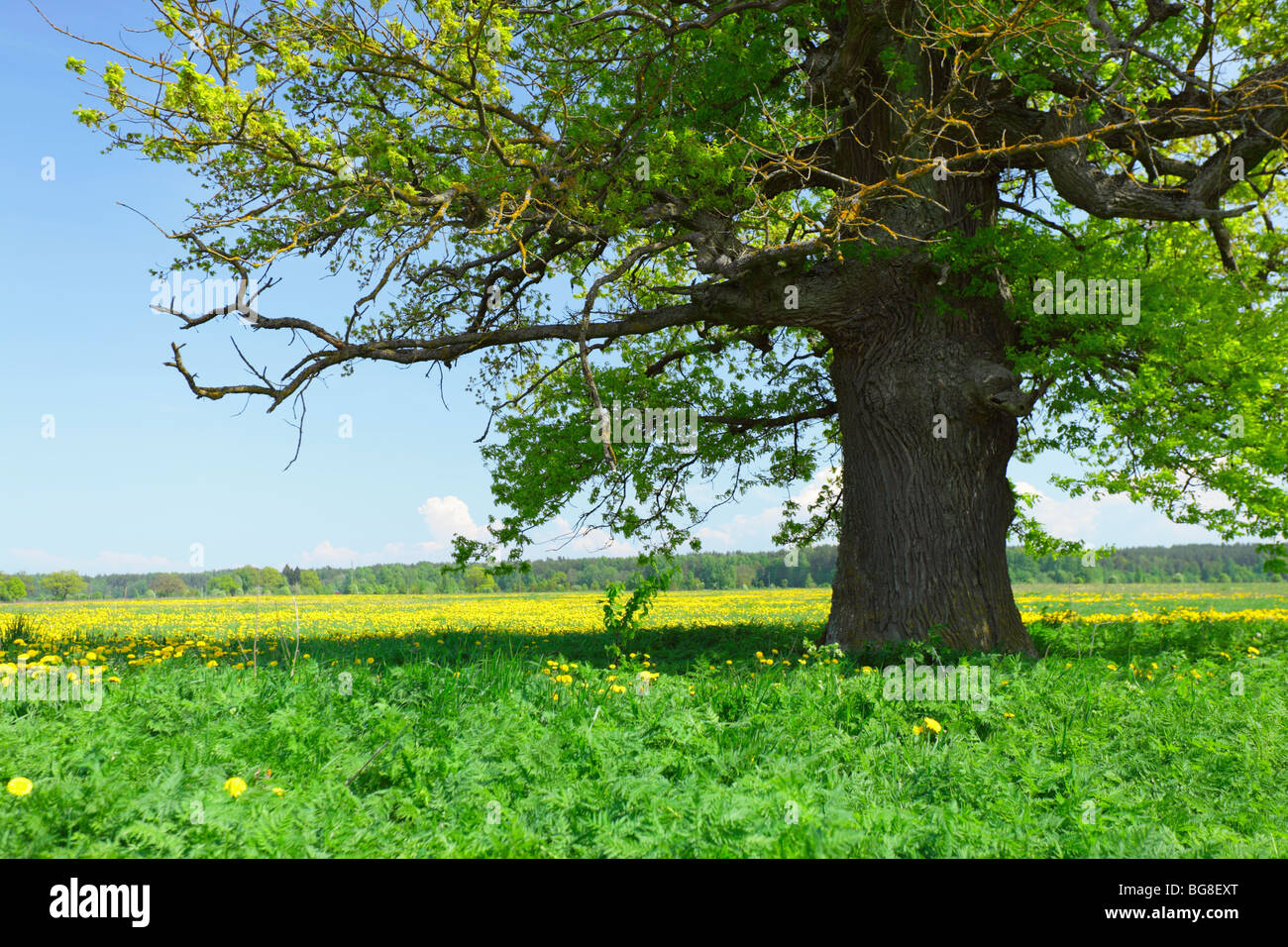 old oak on a meadow Stock Photo - Alamy