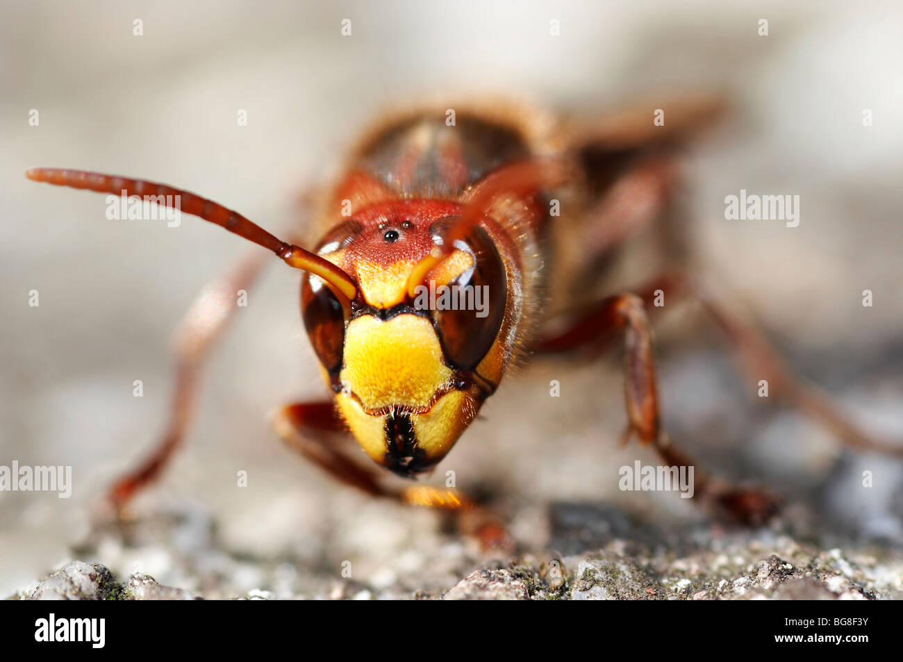 giant hornet Stock Photo